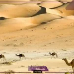 الجاسر وش يرجعون.. نسب وفروع عائلة الجاسر