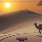 الشلوي وش يرجع.. نسب الشلوي من وين