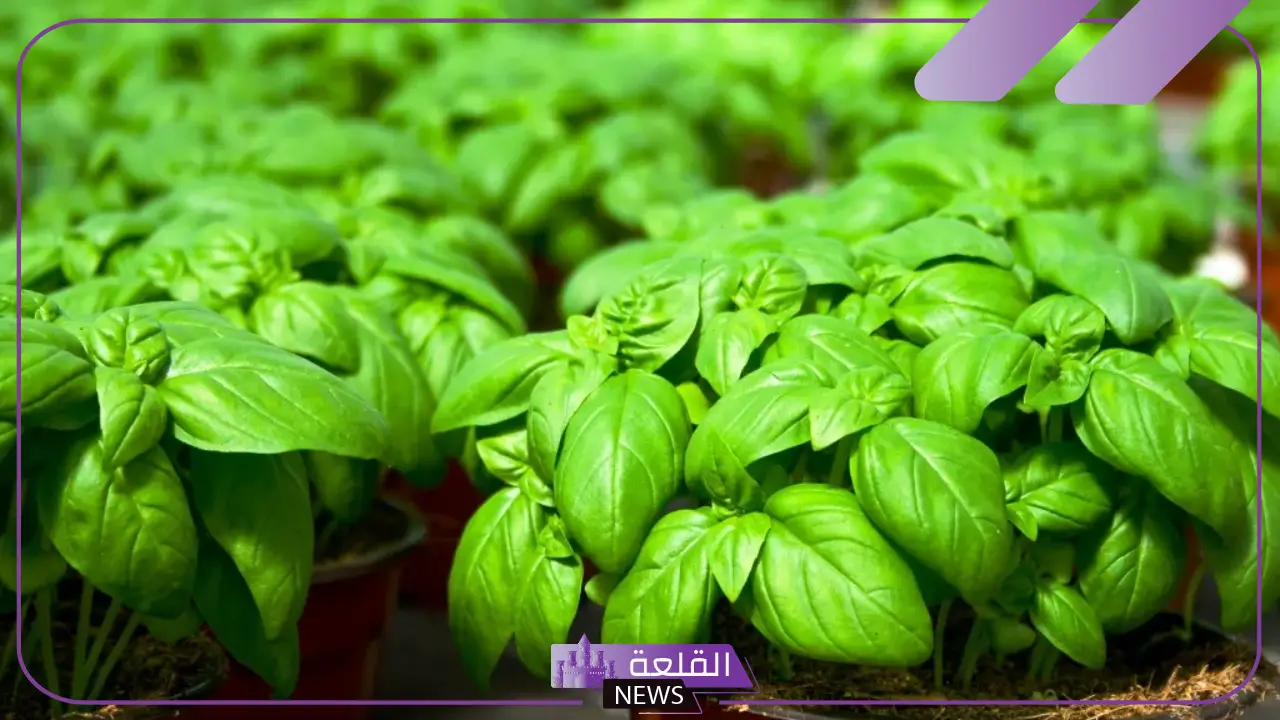 نبات بحرف ر.. أسماء نباتات تبدأ بحرف الراء