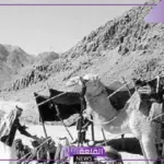 السياري وش يرجع.. نسب السياري وشجرة العائلة