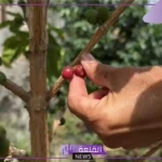 في إنجاز جديد.. جامعة جازان تعلن تسجيل 4 براءات نباتية لأصناف البن السعودي