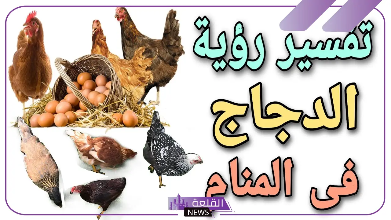 تفسير حلم الدجاج في المنام وعلاقته باقتراب السفر