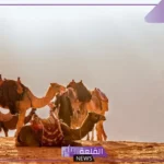 الغانم وش يرجع.. عوائل الغانم من وين