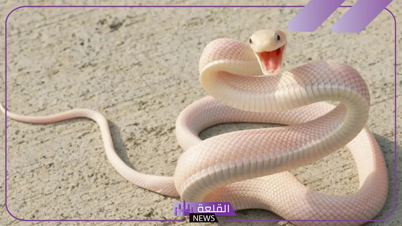 تفسير حلم الثعبان الابيض في المنام لابن سيرين للعزباء والمتزوجة 6 الثعبان الابيض لما يرمز في المنام
