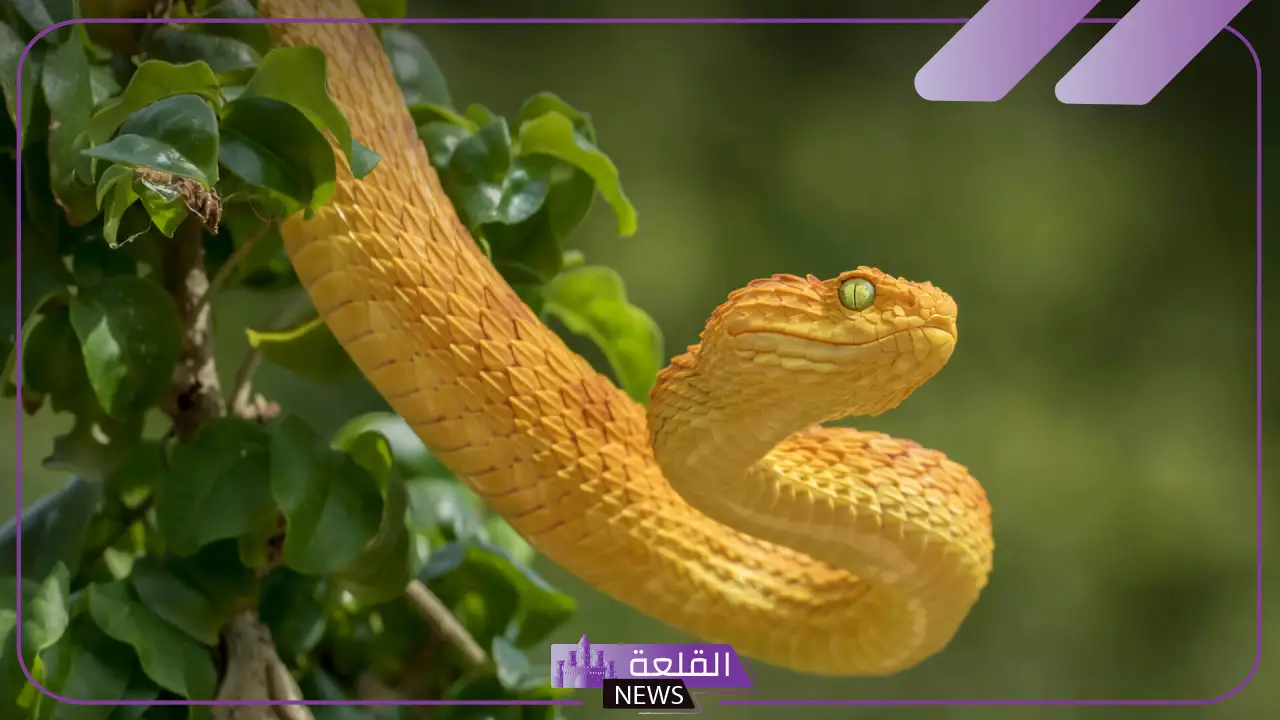 تفسير حلم الثعبان الاصفر في المنام يلدغني لابن سيرين 5 الثعبان الاصفر في الحلم لما يؤول