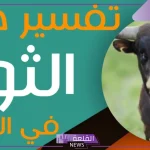 تفسير حلم الثور في المنام لابن سيرين للرجل والعزباء