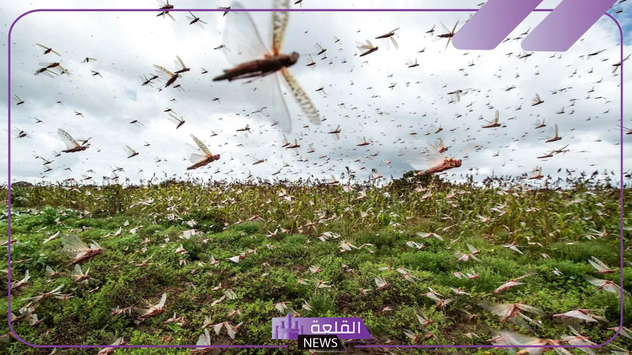 تفسير حلم الجراد في المنام وعلاقته بكثرة المشاكل والهموم 6 رؤية الجراد يطير في المنام ماذا يعني