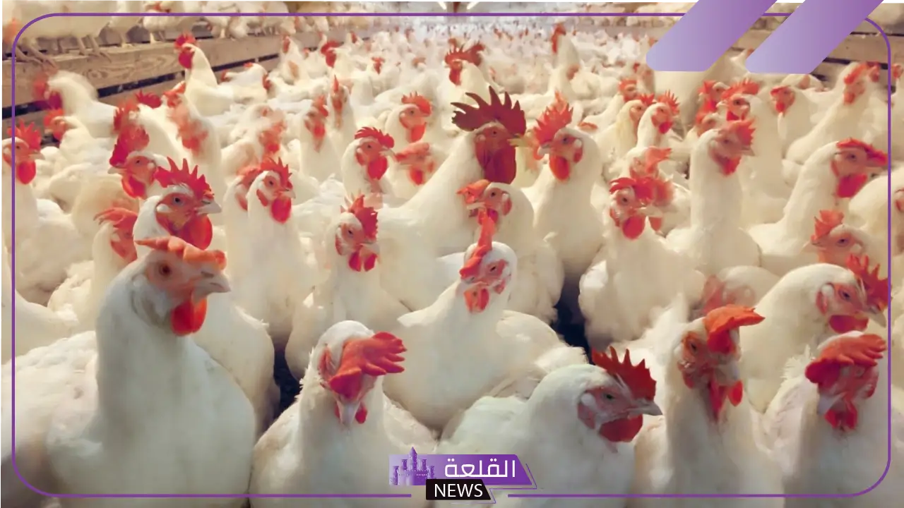 تفسير رؤية الدجاج في المنام لابن سيرين.. دلالة رؤية الدجاج 6 تفسير رؤية الدجاج في المنام للعزباء والمتزوجة