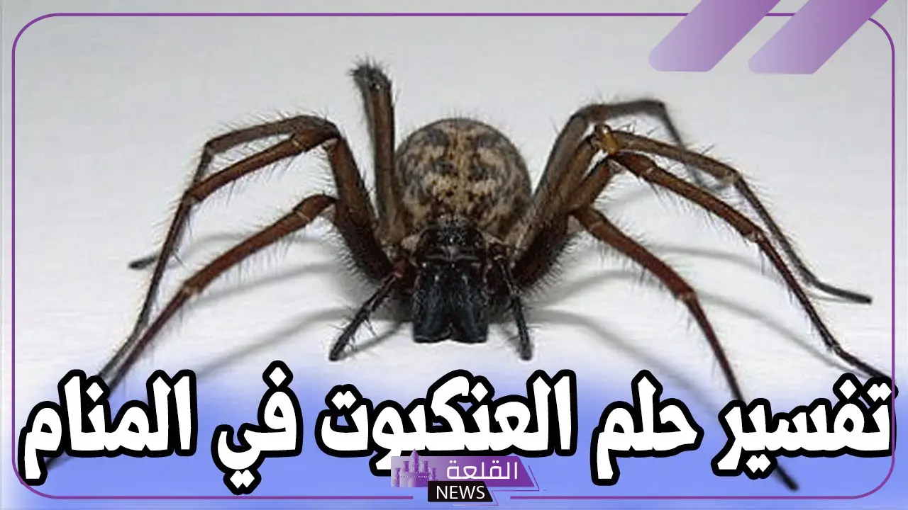 تفسير حلم العنكبوت الاسود في المنام لابن سيرين 5 تفسير حلم العنكبوت الكبير