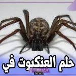 تفسير حلم العنكبوت في المنام لابن سيرين وعلاقته بتفكك الأسرة