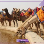العيافي وش يرجع.. شجرة قبيلة العيافي