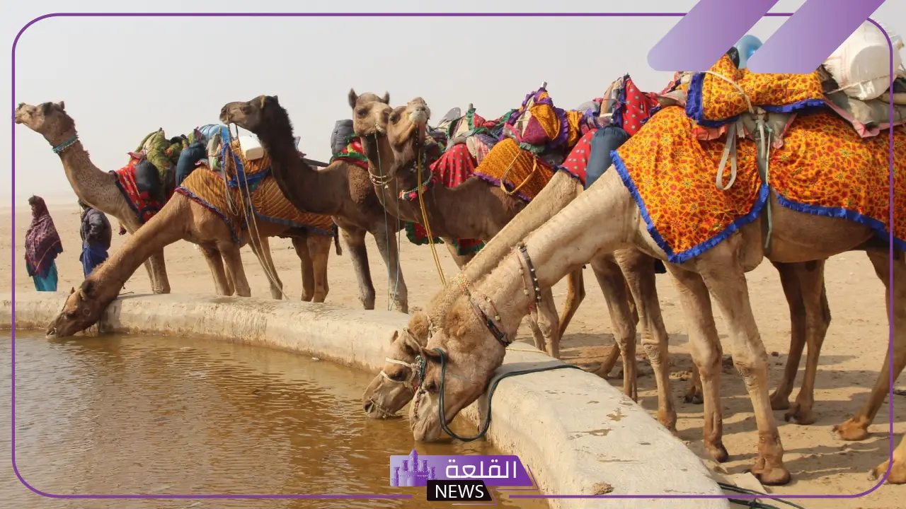العيافي وش يرجع.. شجرة قبيلة العيافي