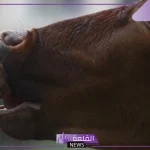 منظمة الصحة العالمية.. أعراض الإصابة بمرض اللسان الأزرق