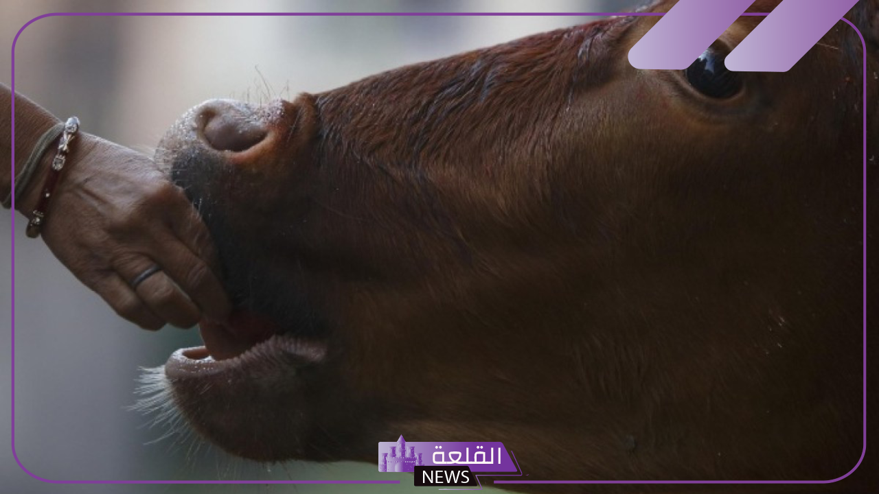 منظمة الصحة العالمية.. أعراض الإصابة بمرض اللسان الأزرق