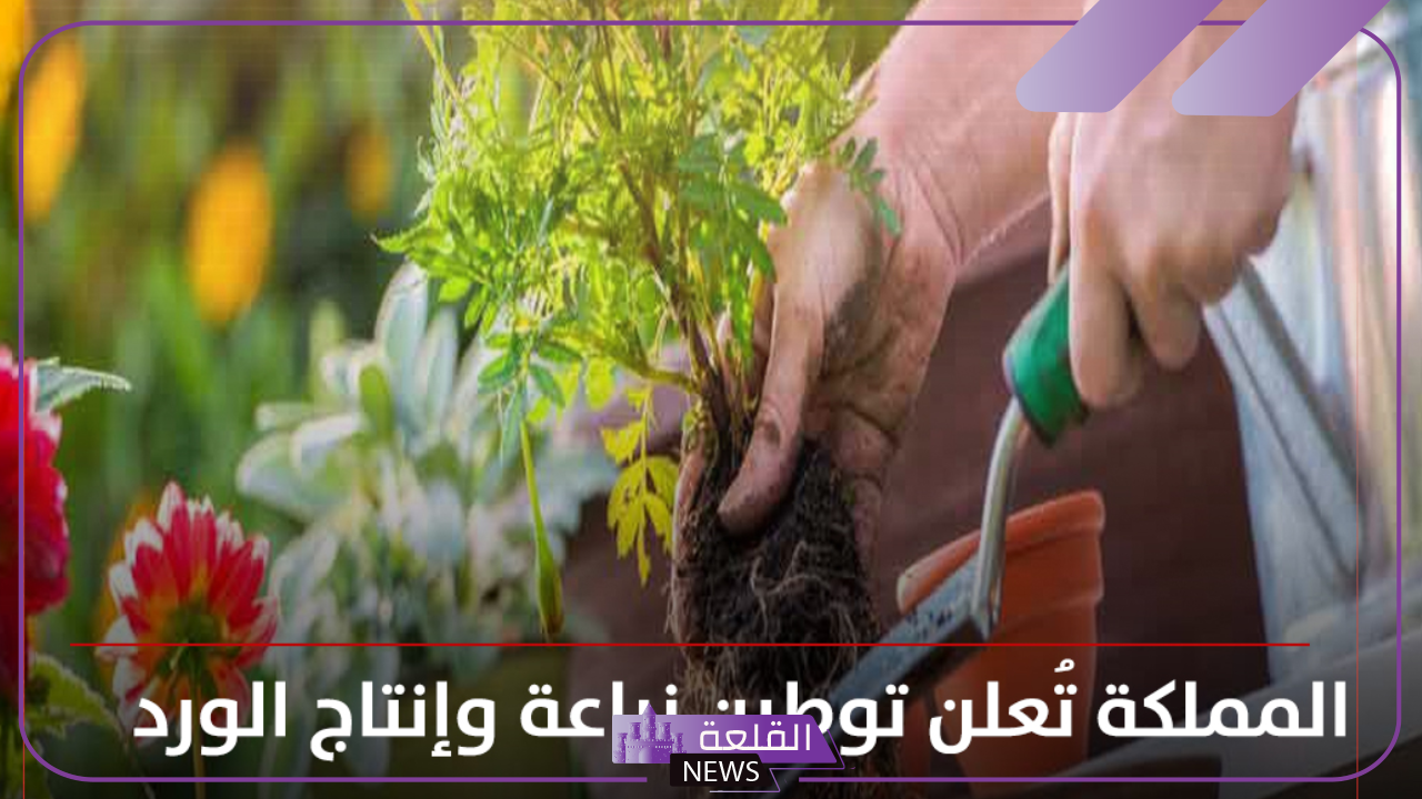رسميًًا.. اتجاه السعودية لتوطين وزراعة الورود وإنتاجها