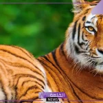 هل النمر في المنام بشارة خير؟ تفسير حلم النمر في المنام