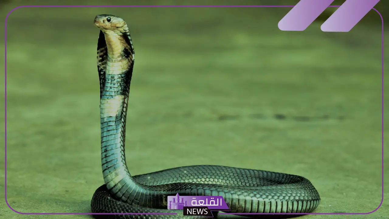 تفسير حلم ثعبان كبير في المنام.. دلالة رؤية الأفعى بمختلف ألوانها لابن سيرين 6 تفسير ابن سيرين للثعبان الكبير في المنام