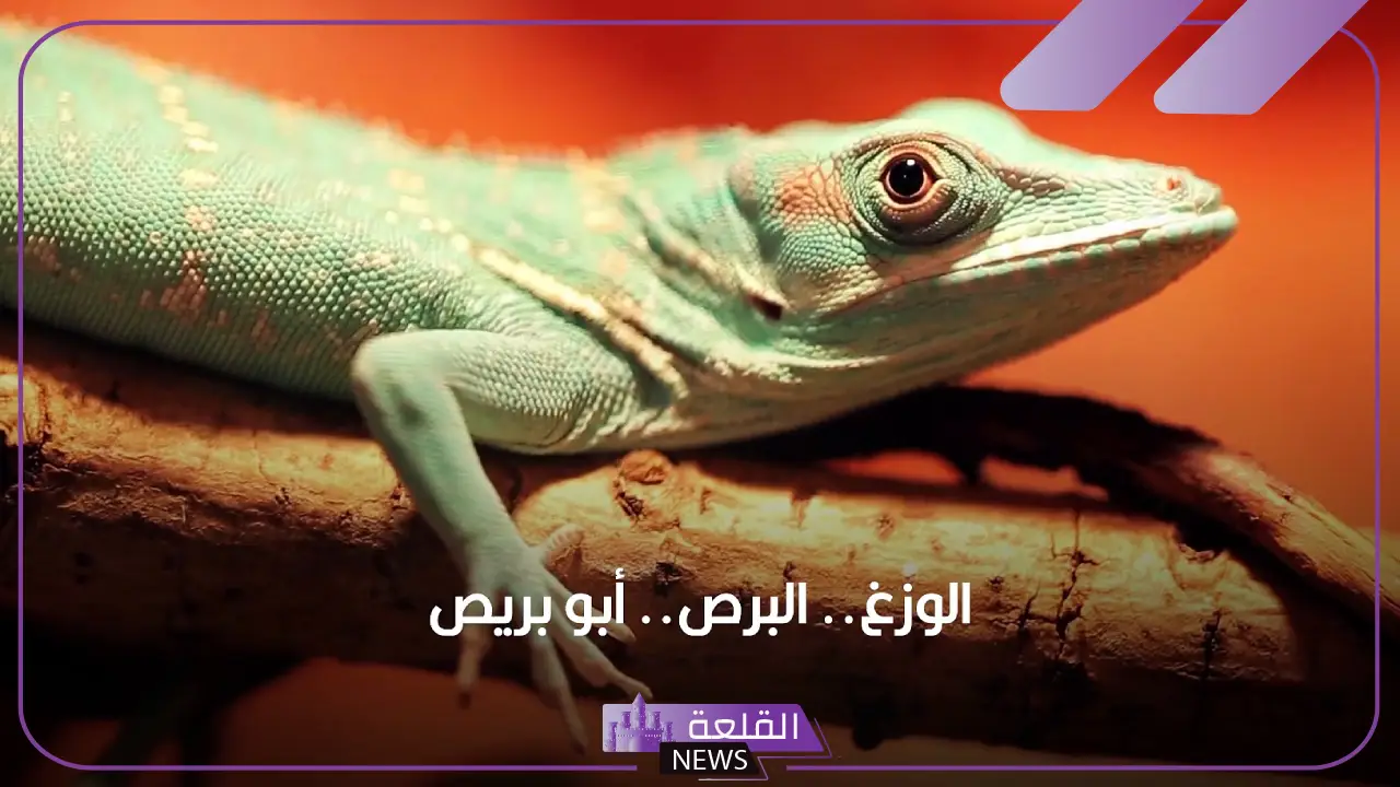 تفسير حلم البريعصي في المنزل لابن سيرين 6 تفسير أبو بريص في الحلم