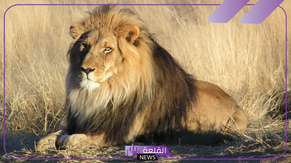 تفسير حلم الاسد يهاجمني في المنام لابن سيرين 6 الاسد في المنام للمتزوجة