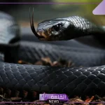 تفسير حلم الثعبان الاسود في البيت وعلاقته بالعين والحسد لابن سيرين