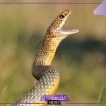 تفسير حلم الثعبان الكبير في البيت يهاجمني لابن سيرين