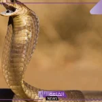 تفسير حلم الثعبان في البيت يهاجمني في المنام لابن سيرين