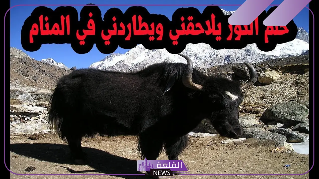 تفسير حلم الثور في المنام لابن سيرين للرجل والعزباء 6 حلم الثور للمتزوجة
