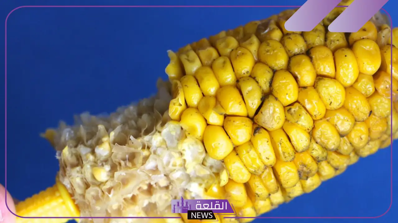 تفسير حلم الذرة في المنام وأكلها لابن سيرين 5 أكل الذرة في المنام