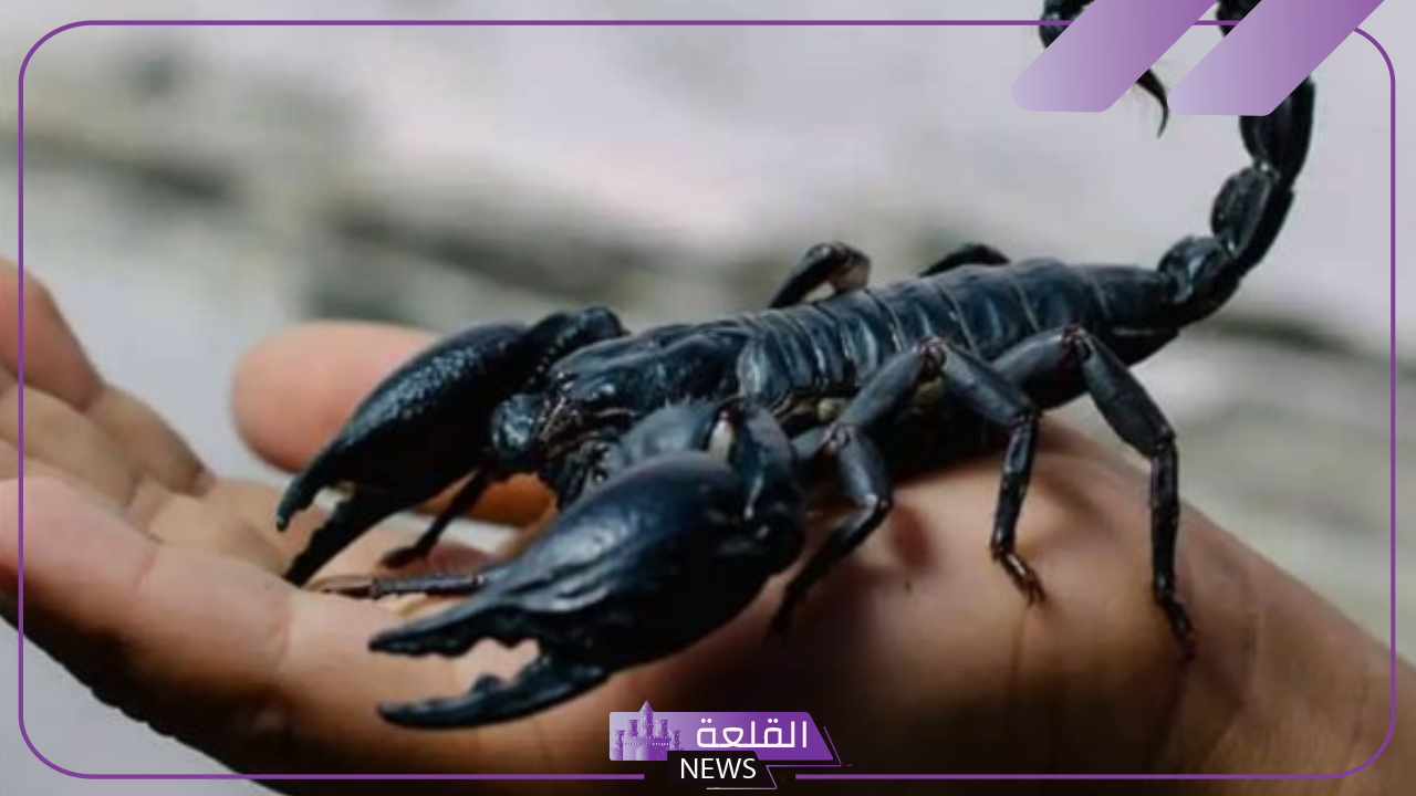 تفسير حلم العقرب السوداء وقتلها في المنام لابن سيرين 6 تفسير حلم العقرب السوداء وقتلها