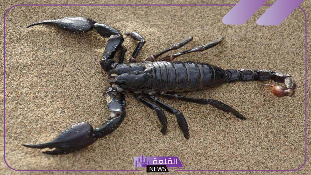 تفسير حلم العقرب الاسود في المنام.. هل تدل رؤية العقرب على السحر؟ 5 العقرب الأسود في منام الرجل