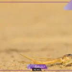 تفسير حلم العقرب الصفراء في المنام لابن سيرين