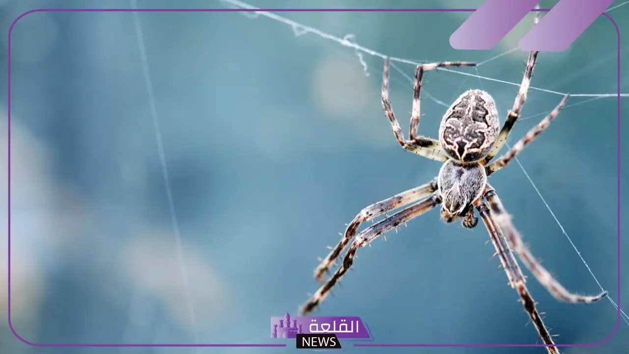 تفسير حلم العنكبوت الاسود في المنام لابن سيرين