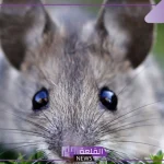 تفسير حلم الفار في المنام.. دلالة رؤية الفئران لابن سيرين