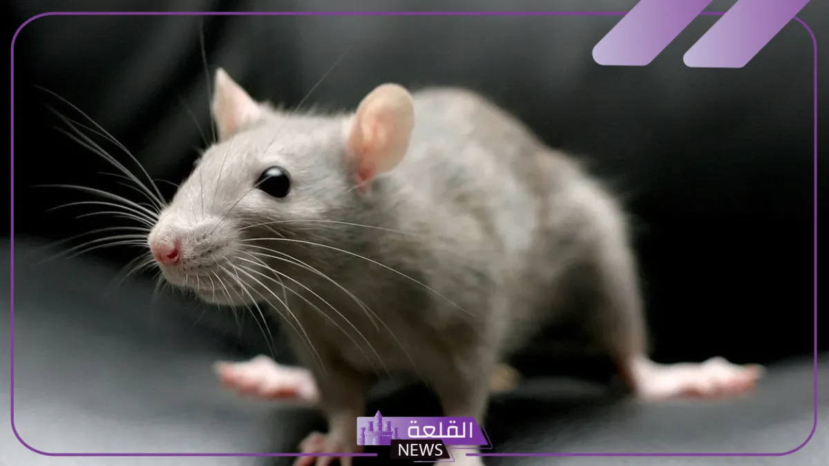 تفسير حلم الفار في المنام.. دلالة رؤية الفئران لابن سيرين 5 الفئران في المنام للرجل