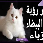 تفسير حلم القطة البيضاء في المنام لابن سيرين للعزباء والمطلقة