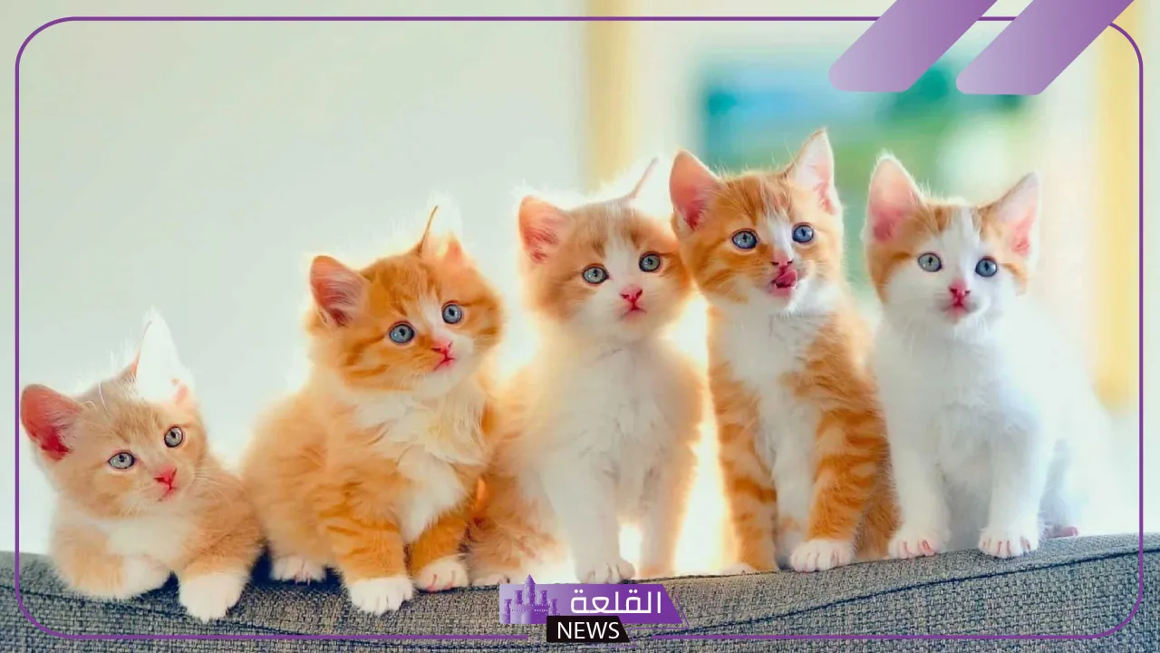 تفسير حلم القطط في المنام لابن سيرين للعزباء والمتزوجة 6 القطط الصغيرة في المنام