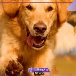 تفسير حلم الكلاب في المنام لابن سيرين.. حلمت أن الكلاب تهاجمني 