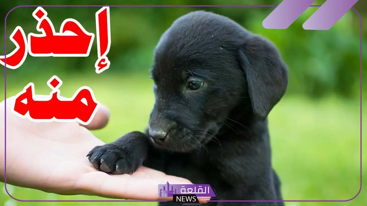 تفسير حلم الكلب الاسود في المنام لابن سيرين وعلاقته بالمعاصي 5 الحلم بكلب اسود يهاجمني