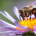 تفسير حلم النحل يقرصني يطاردني في المنام 