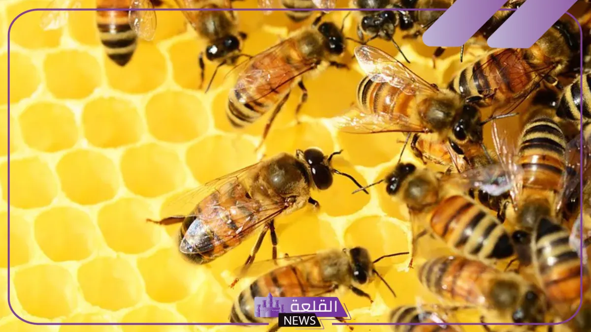 تفسير حلم النحل يقرصني يطاردني في المنام 5 رؤية النحل في المنام لابن سيرين