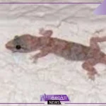 تفسير حلم الوزغ في المنام لابن سيرين وكبار العلماء