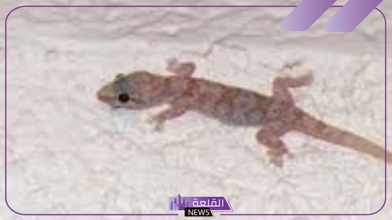 تفسير حلم الوزغ في المنام لابن سيرين وكبار العلماء 1 رؤية الوزغ لابن سيرين