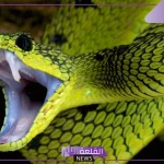 تفسير حلم ثعبان يهاجمني العزباء والمتزوجة في المنام