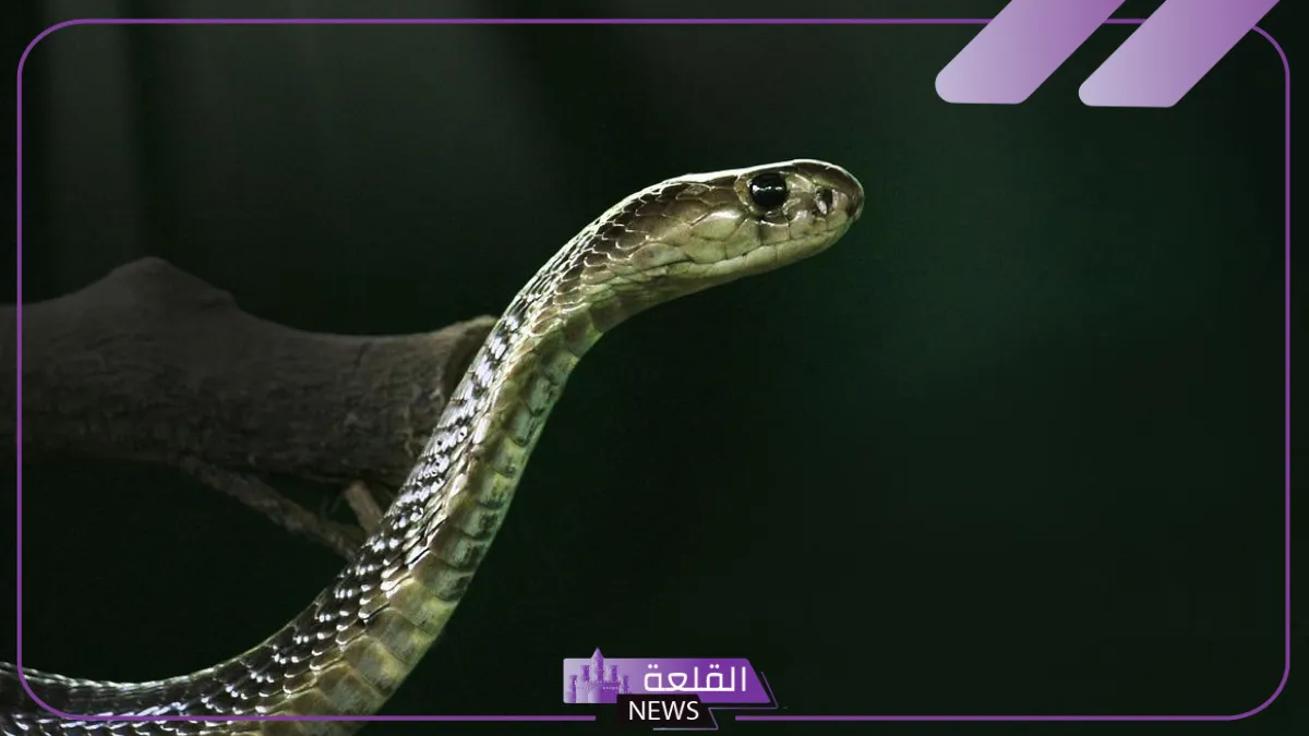 تفسير حلم ثعبان يهاجمني العزباء والمتزوجة في المنام 5 الثعبان في المنام