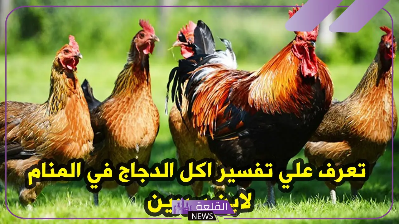 تفسير حلم الدجاج في المنام وعلاقته باقتراب السفر 5 تعرف على تفسير رؤية الدجاج في المنام لابن سيرين