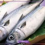 تفسير حلم رؤية السمك في المنام لابن سيرين والنابلسي