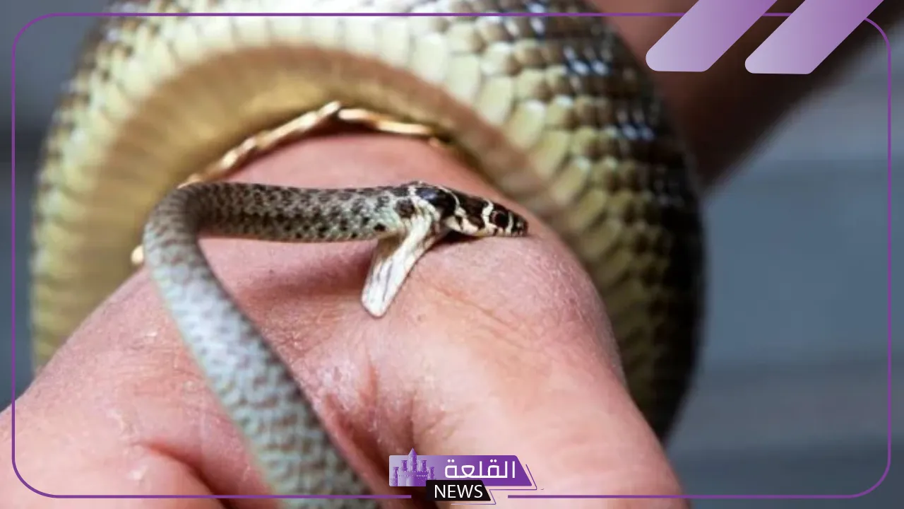 تفسير حلم لدغة الثعبان في القدم وخروج الدم في المنام 5 دلالات رؤية لدغة الثعبان في اليد
