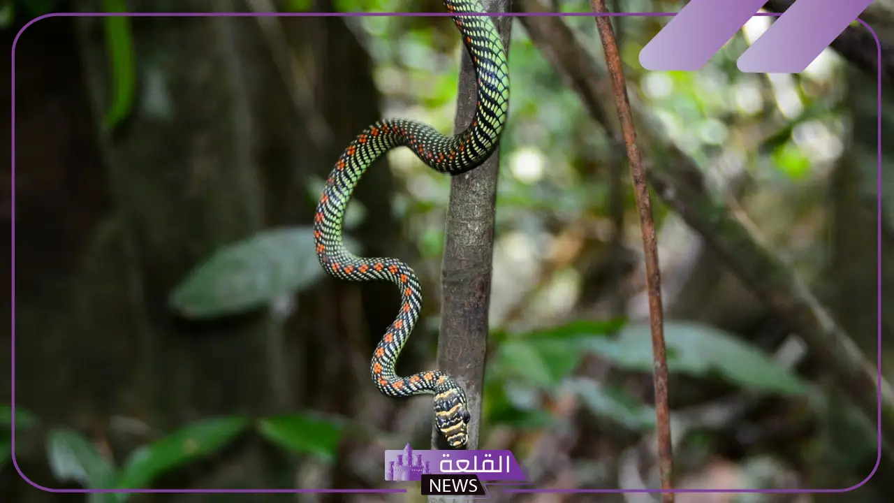 تفسير حلم رؤية الثعبان في المنام للمتزوجة والعزباء لابن سيرين 6 تفسير رؤية الثعبان في منام العزباء والمتزوجة والرجل