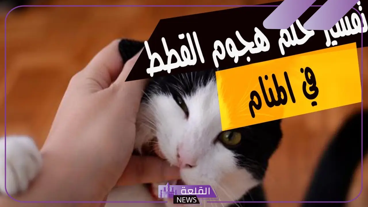 تفسير حلم قطة تهاجمني وتعضني في المنام للعزباء والمتزوجة تفسير حلم قطة تهاجمني وتعضني في المنام للعزباء والمتزوجة