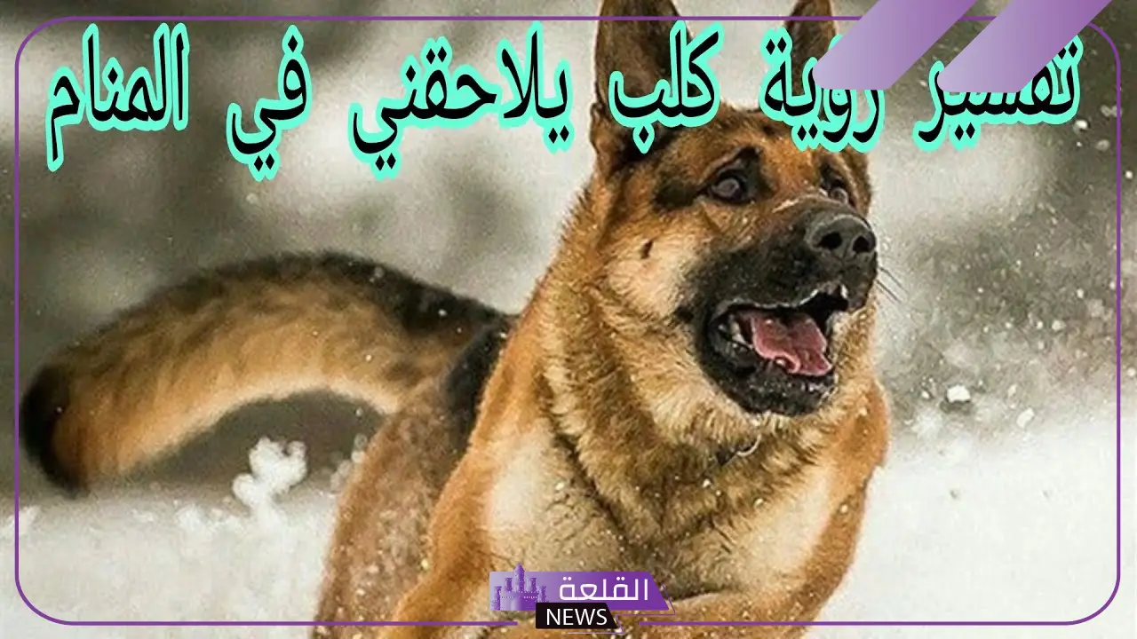 تفسير حلم كلب يلاحقني في المنام ويهجم علي لابن سيرين